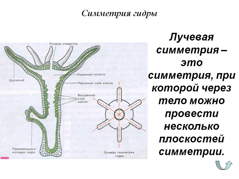 Кракен топ