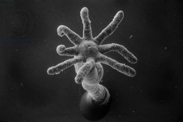 Kraken onion link