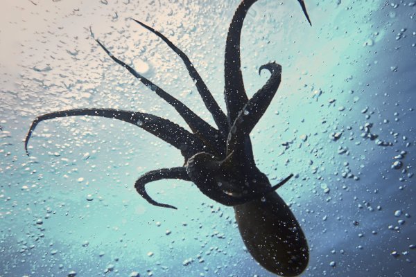 Настоящий сайт kraken